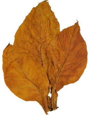 3 feuilles entières et naturelles de tabac oriental samsoun