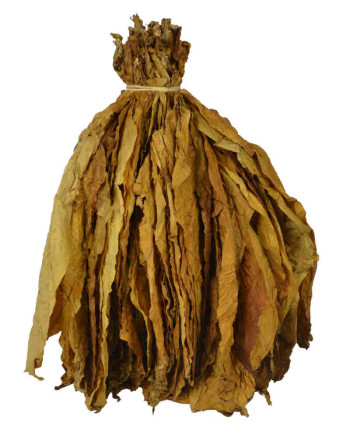 Feuilles naturelles de tabac oriental samsoun en bouquet
