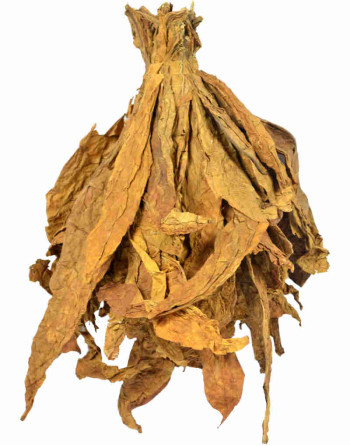 Feuilles naturelles de tabac oriental krumovgrad en bouquet