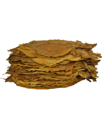 Tas de feuilles naturelles de tabac oriental samsoun