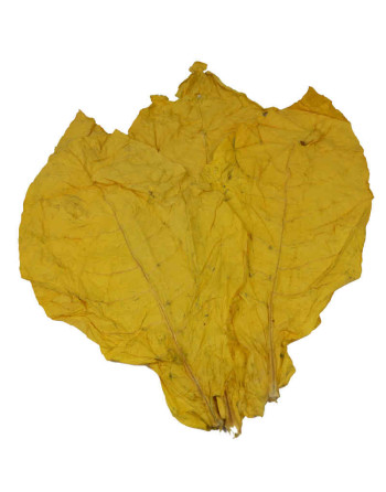 3 feuilles entières et naturelles de tabac virginia blond