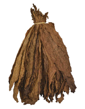 Feuilles naturelles de tabac burley brun en bouquet