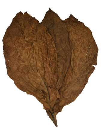 3 feuilles entières et naturelles de tabac burley brun